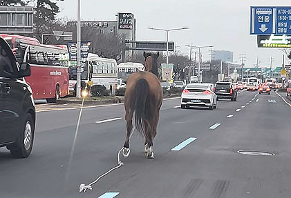 퇴근길 도로 위, 난데없이 말이 '다그닥 다그닥'…20분간 질주