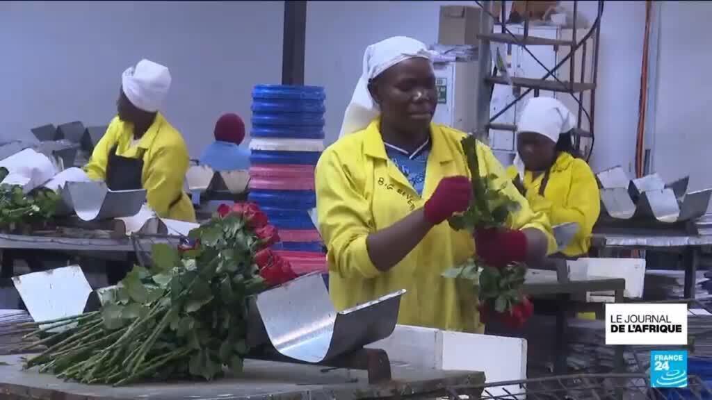 Kenya : la guerre menace la floriculture dans le pays, exportateur mondial de fleurs coupées