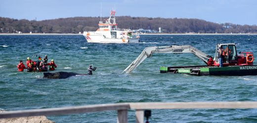 Timmendorfer Strand: Die Rettung des gestrandeten Buckelwals in Bildern
