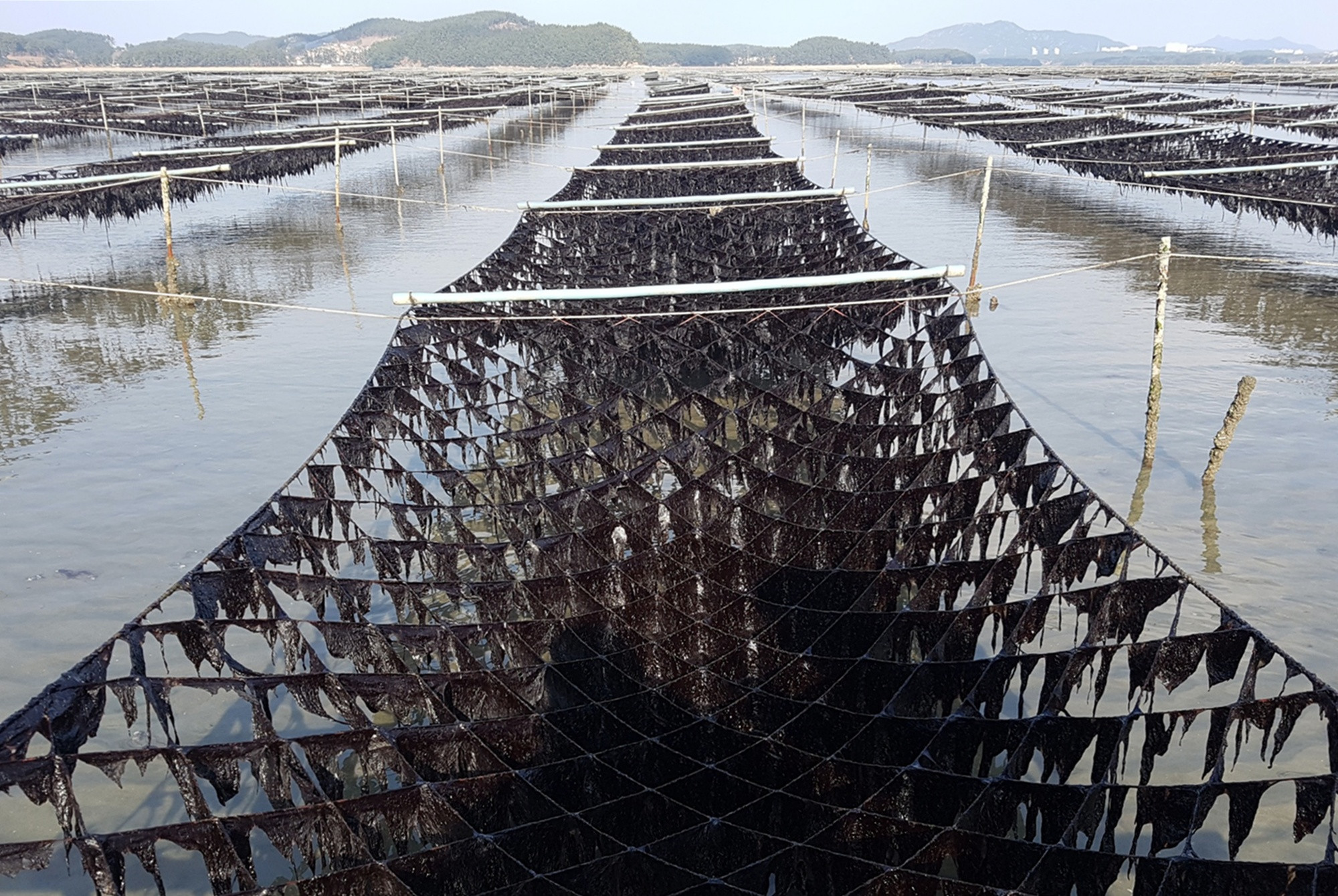 '검은 반도체' 김 탄소 저감량 밝힌다…충남도, 연구용역