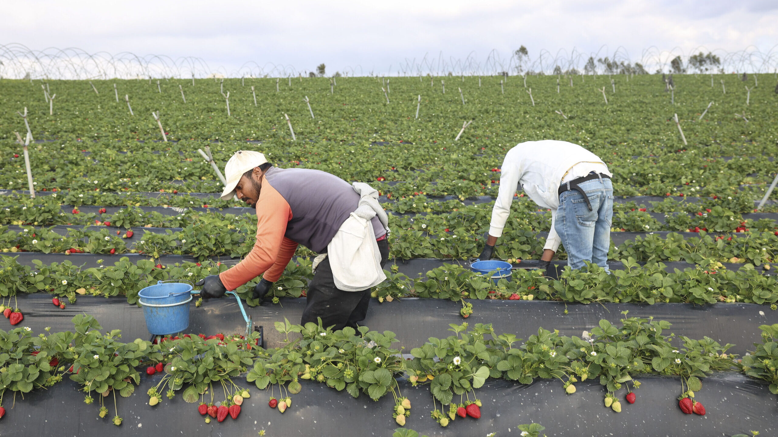 Agricultura perdeu 210.000 trabalhadores nos últimos 30 anos