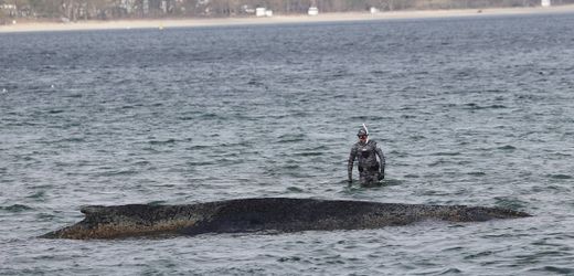Timmendorfer Strand: Rettungsrinne soll Buckelwal helfen