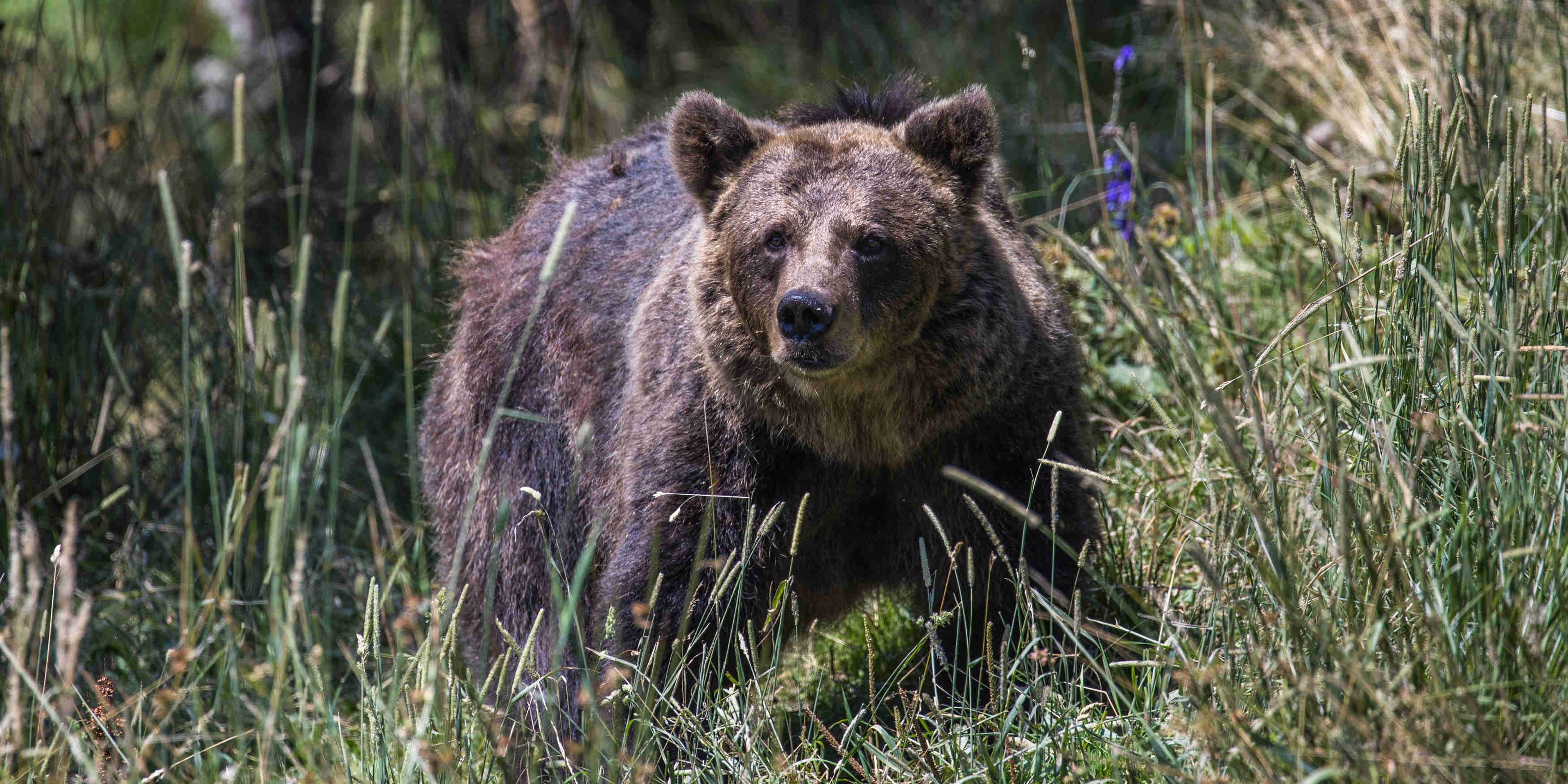 Pyrénées : la population d'ours poursuit sa croissance mais s'appauvrit génétiquement