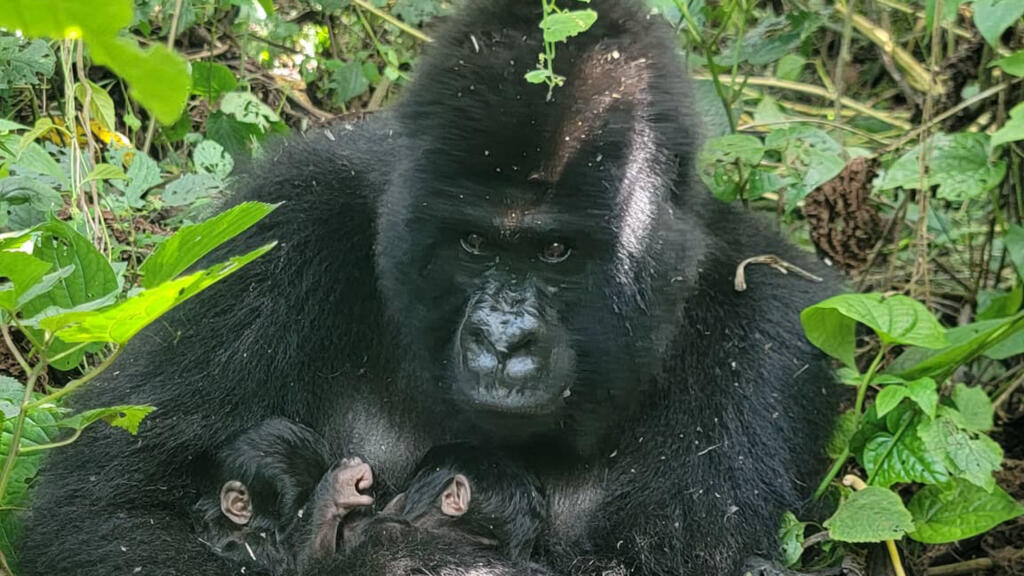 RDC: une deuxième paire de jumeaux gorilles voit le jour en trois mois dans le parc des Virunga