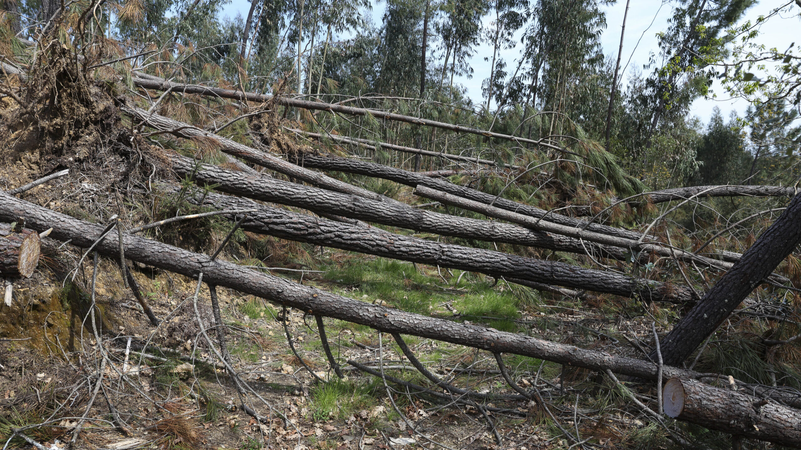 Pinhal Interior teme verão difícil. Autarcas pedem ajuda do Exército para reduzir risco de incêndio
