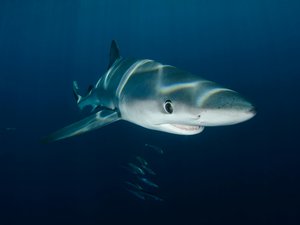 Des requins positifs à la cocaïne : une découverte inquiétante dans les eaux des Bahamas