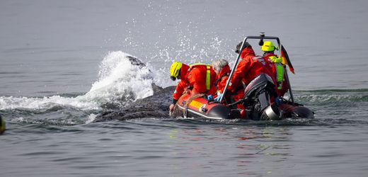 Niendorf an der Ostsee: Helfer geben Hoffnung auf Walrettung nicht auf