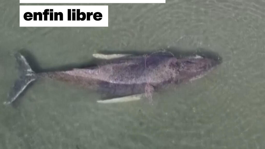 🐋 Allemagne : la baleine échouée enfin libre