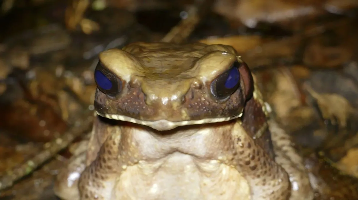 Veneno de animal amazônico pode virar arma contra superbactérias