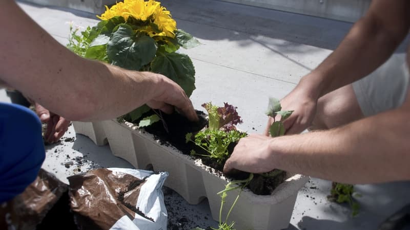 Gel et retour du froid: comment protéger sa maison, son jardin et ses plantes à moindre coût?
