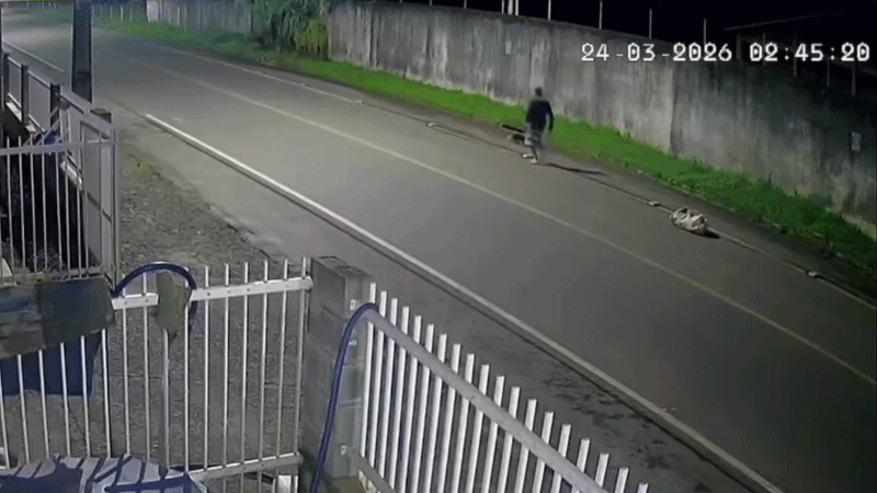 VÍDEO flagra homem atacando tamanduá com pauladas em rua de SC