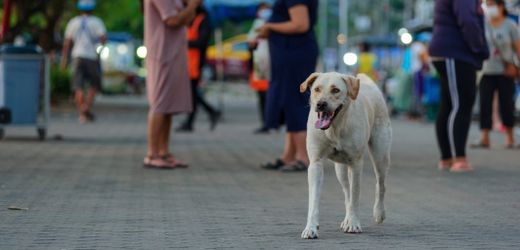 Tollwut-Gefahr im Urlaub: Worauf Reisende achten sollten