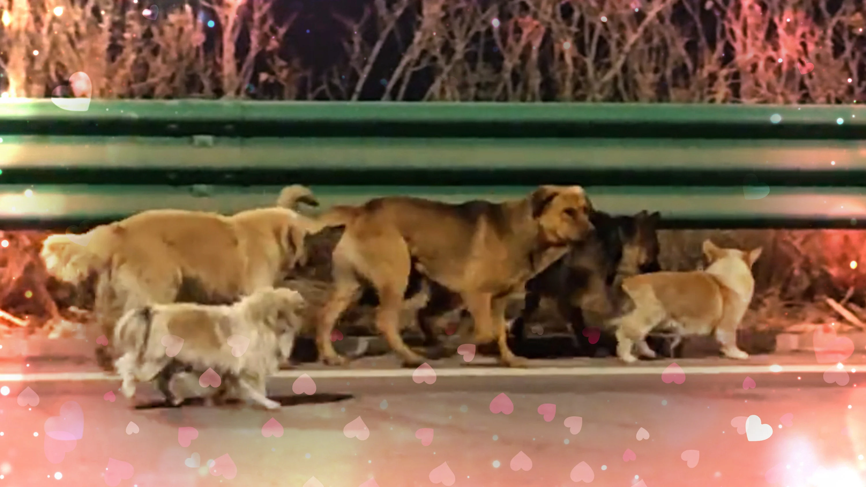 From great escape to great reunion: plot twists of China viral video of 7 dogs’ homecoming