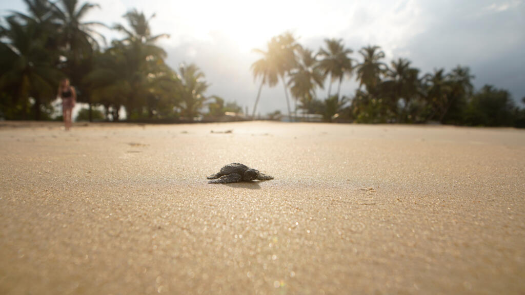 Au Gabon, la lutte pour faire vivre les bébés tortues marines