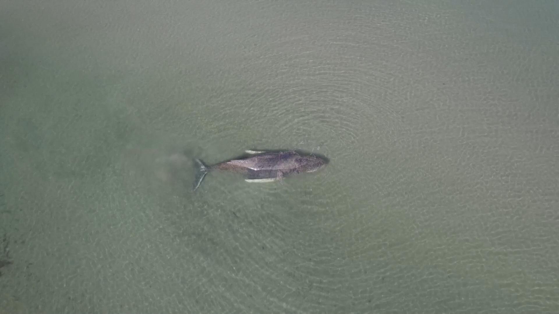 어쩌다 여기까지 왔니…독일서 좌초 '아기 고래' 구조 안간힘