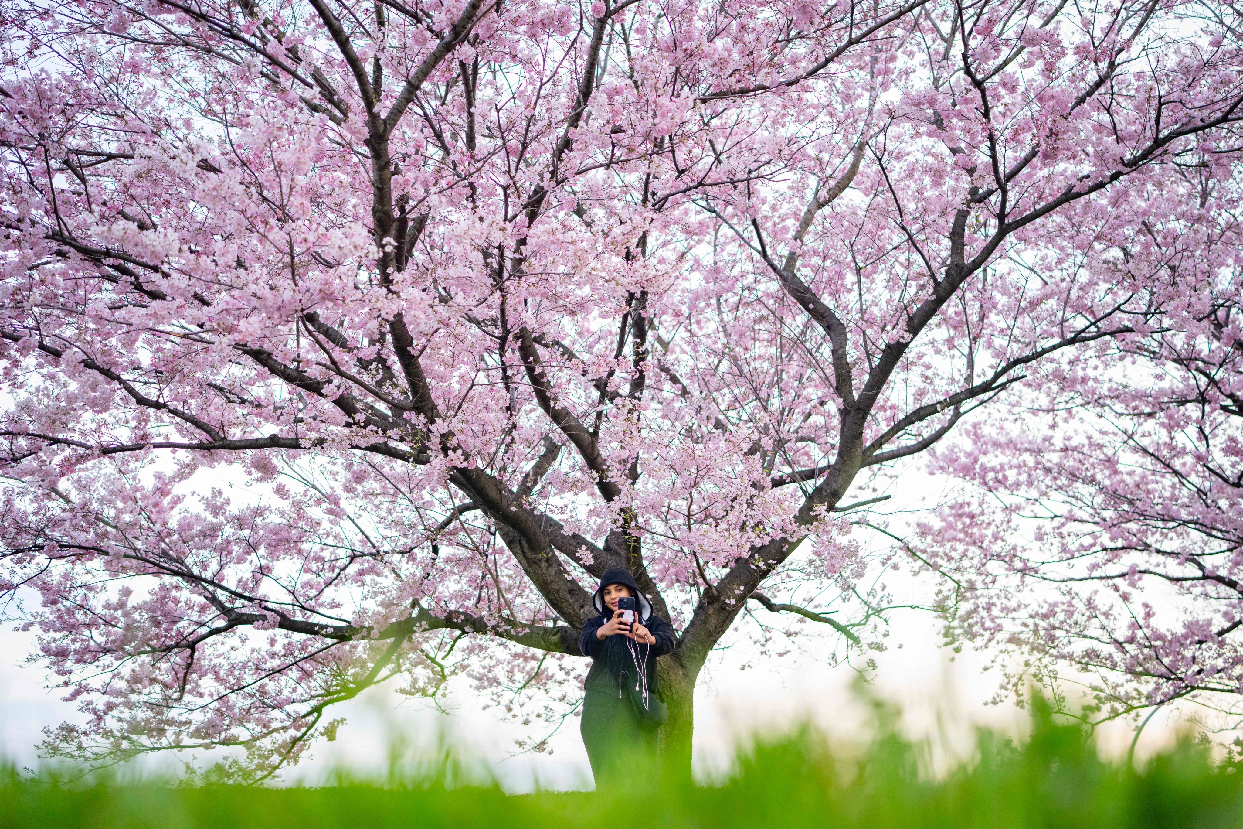 Japan’s cherry blossom parties could wilt as inflation strains wallets
