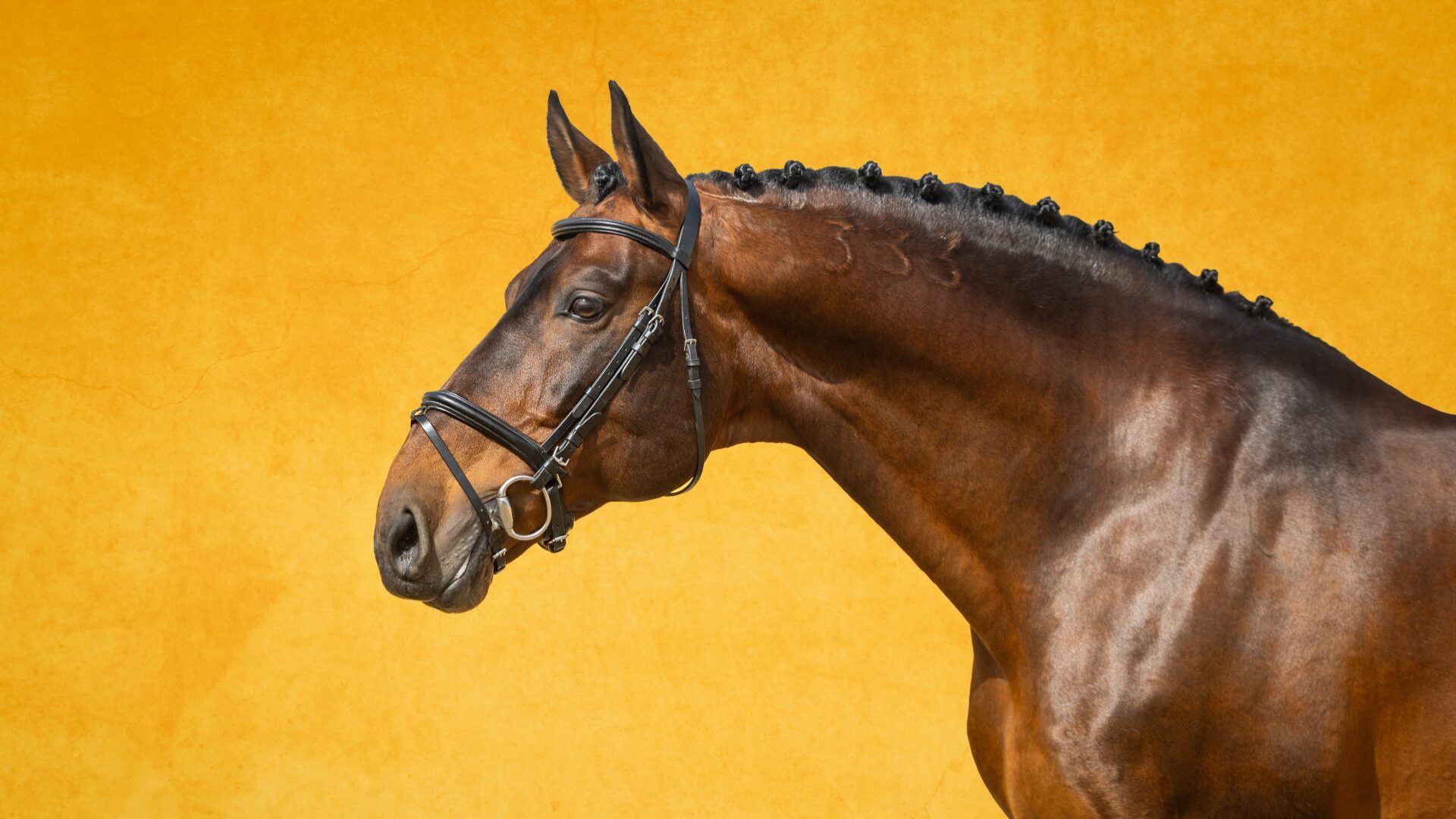 Coudelaria de Alter do Chão leiloa 21 puro-sangue lusitanos e dois puro-sangue árabe